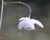 Show product details for Anemonopsis macrophylla White Swan